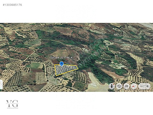 Şarköy Güzelköyde Satılık 3457m² Zeytinlik - Yüksek Verimli - Satılık Arsa İlanları sahibinden.comda